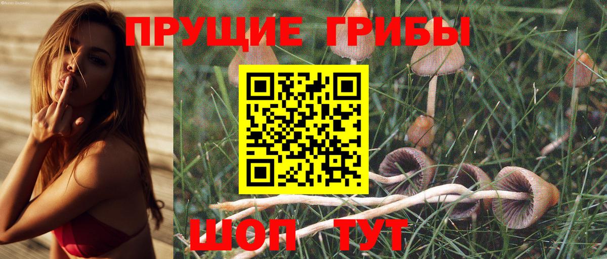 Псилоцибиновые грибы Cubensis Славгород
